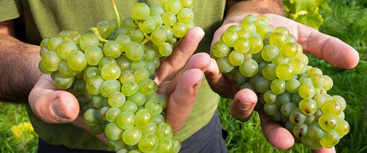 Grapes & Berries