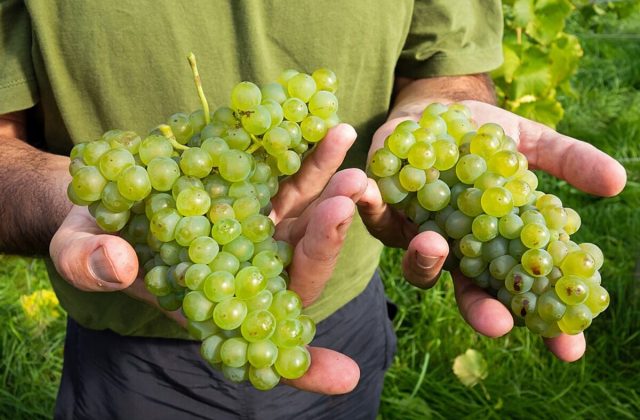 Grapes & Berries