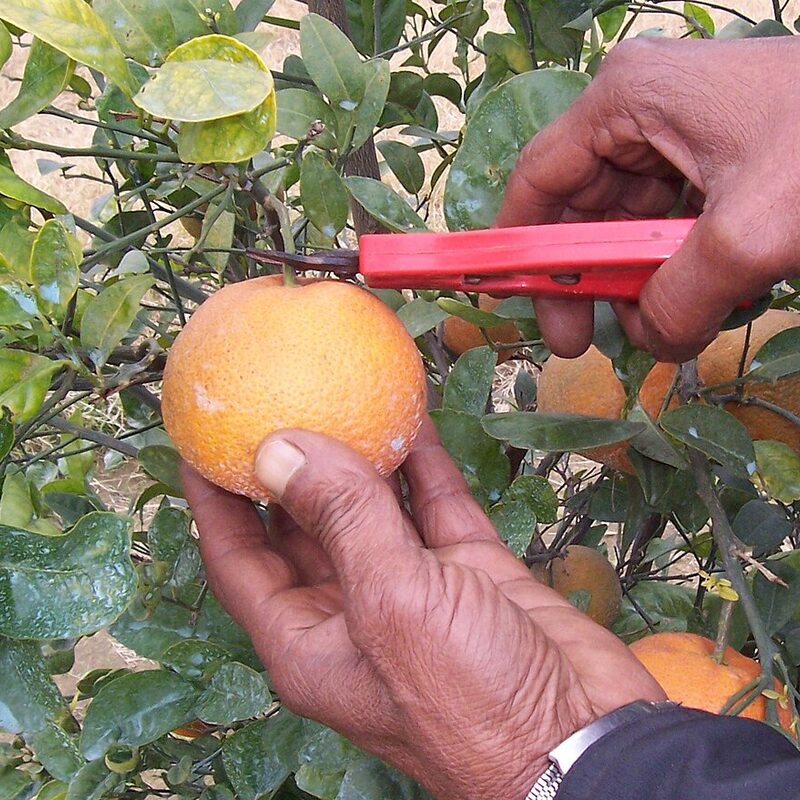 Sargodha Kinnow Mandarin