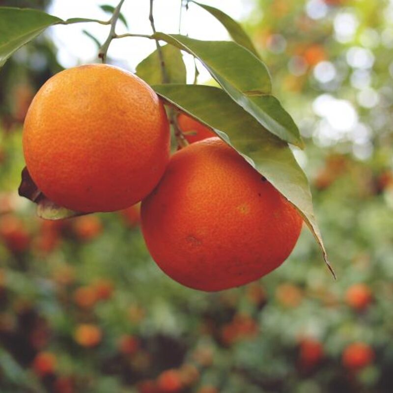 Malta Orange