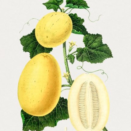 Green Melon (Tibbooza)