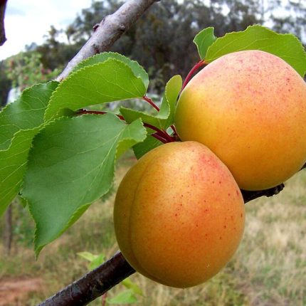 Hunza Apricot