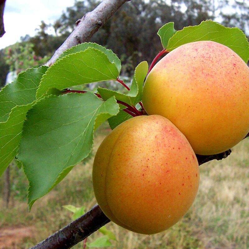 Hunza Apricot