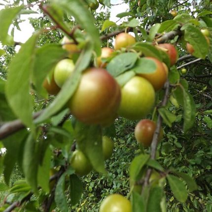 Plum (Aloo Bukhara)