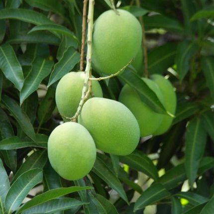 Premium Multani Langra Mangoes