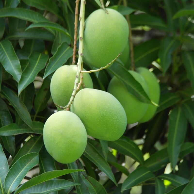 Premium Multani Langra Mangoes