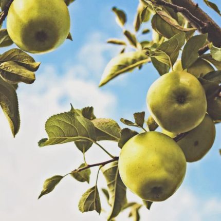 Green Apple