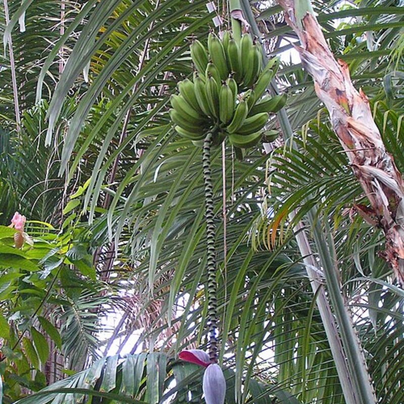 Karachi Banana