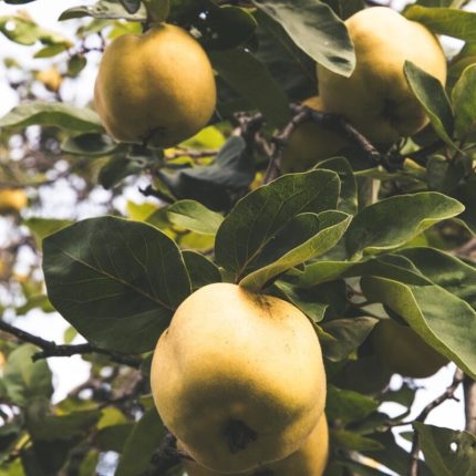 Guava (Amrood)