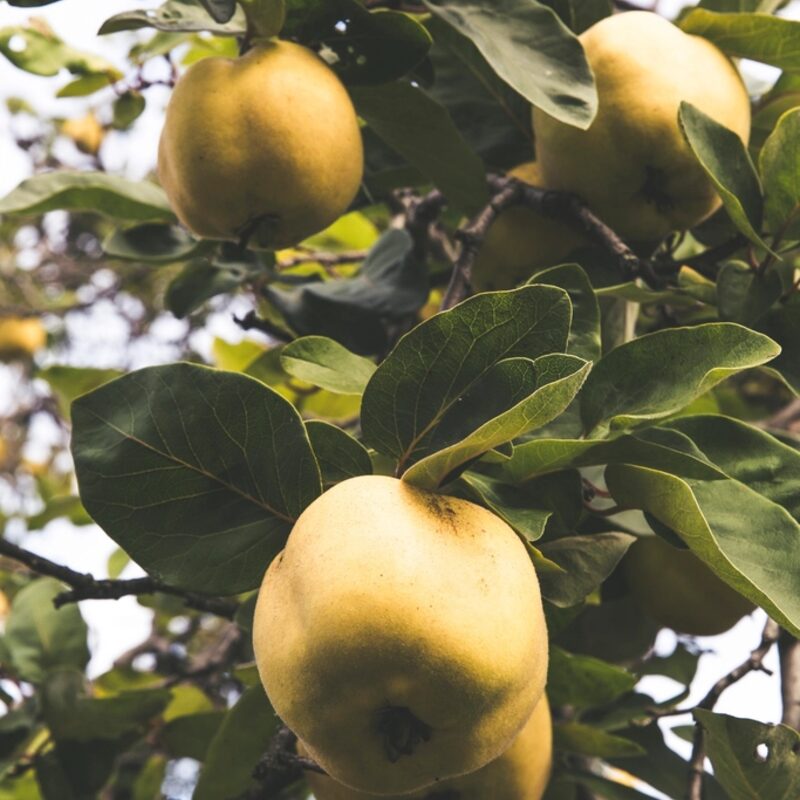 Guava (Amrood)