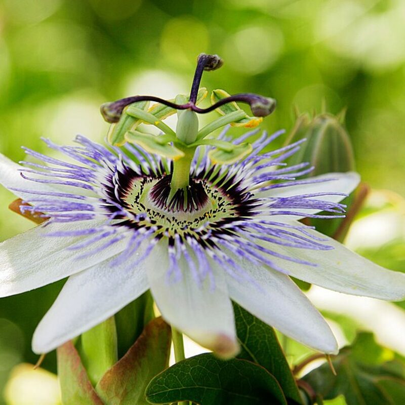 Passion Fruit