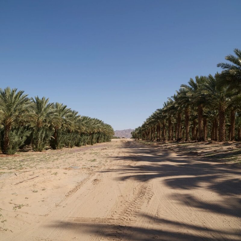 Medjool Dates