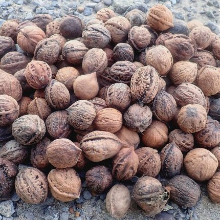 Walnut (Akhrot)