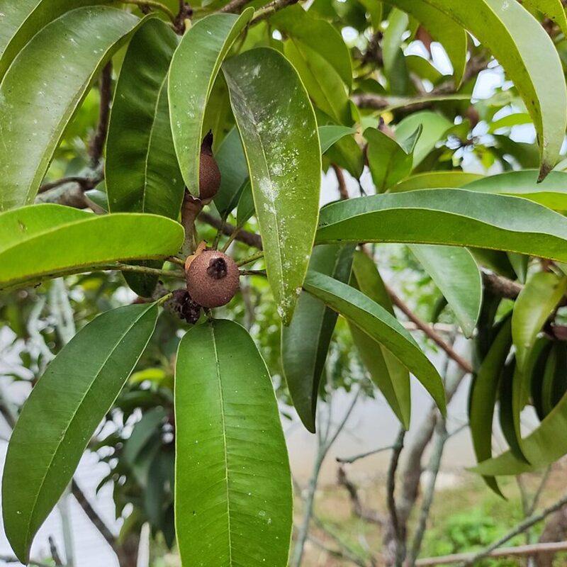 Chikoo (Sapota)