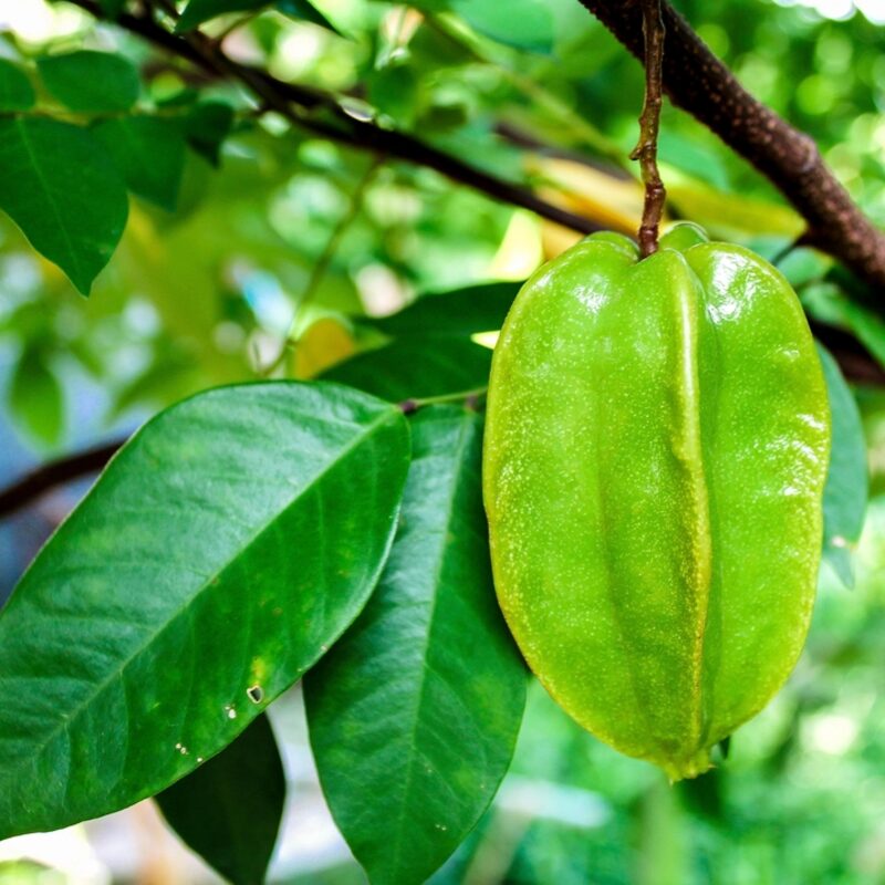 Star Fruit (Kamrak)