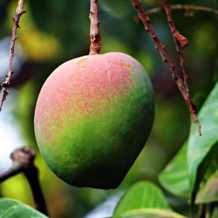 Black Chaunsa Mango